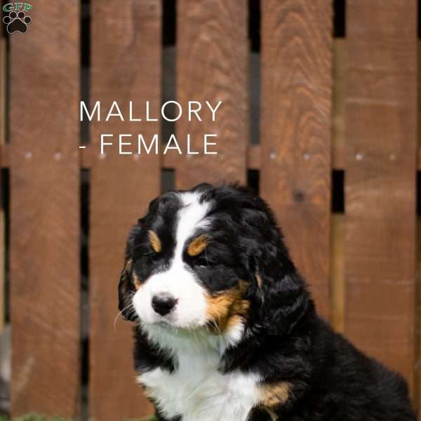 Mallory, Bernese Mountain Dog Puppy